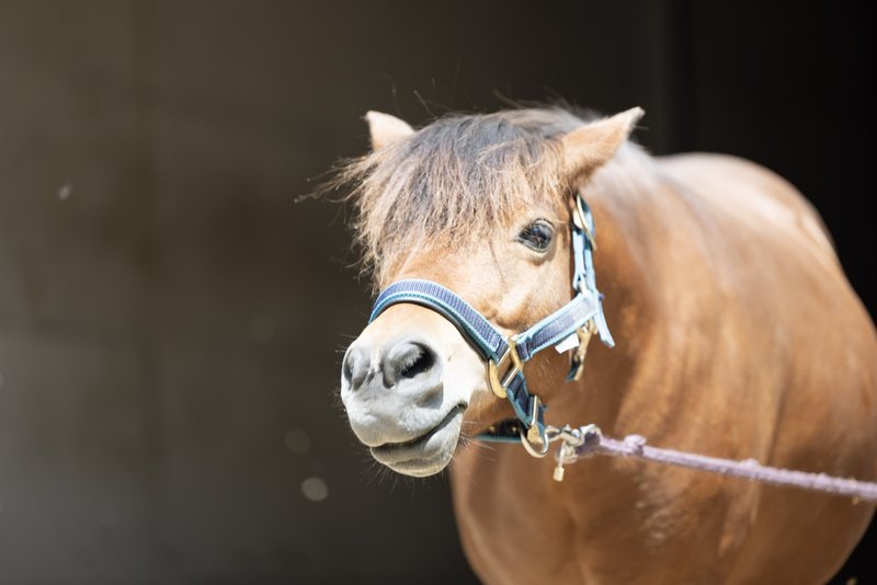 Kleines braunes Pony mit Stirnfransen und blauem Halfter am Führstrick.