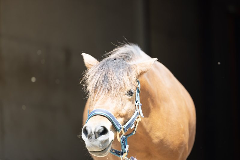 Braunes Pony mit blauem Halfter und Führstrick vor dem Stall.