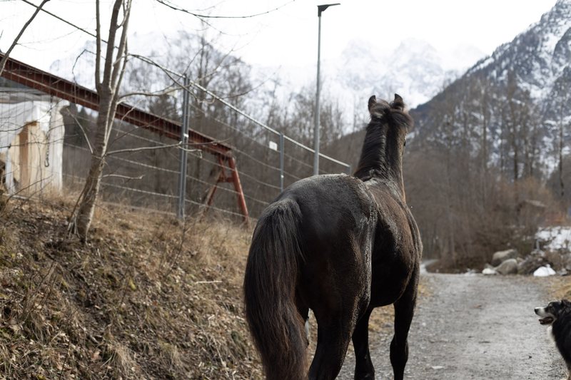 Pferd von hinten auf einem Weg am Hang, dahinter Berge.