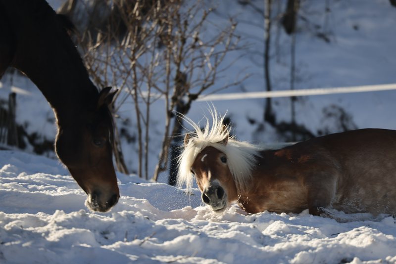 Ein Pony liegt im Schnee, daneben frisst ein dunkles Pferd.