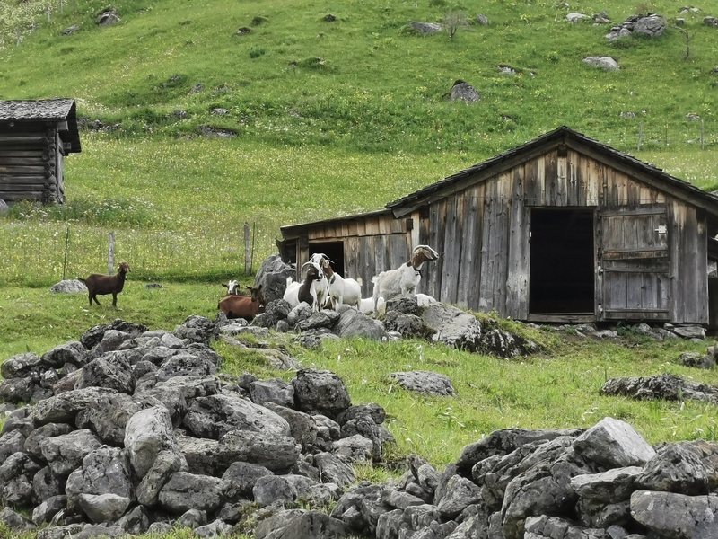 Holzhütte auf der Alm, davor Ziegen zwischen Steinen.