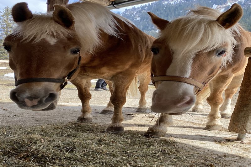 Zwei Haflinger-Ponys schauen neugierig in die Kamera, dahinter Berge.