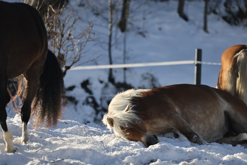 Ein Pony wälzt sich im Schnee auf der Koppel.