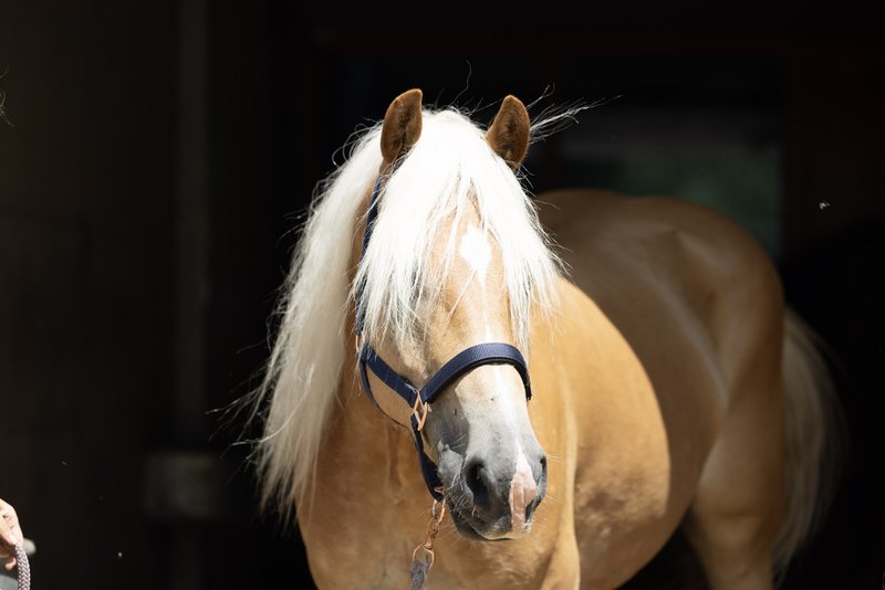 Haflinger mit Halfter und Führstrick vor dem dunklen Stall.