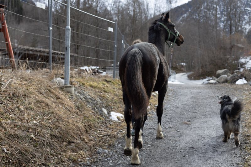 Dunkles Pferd und ein Hund auf einem Weg, von hinten.