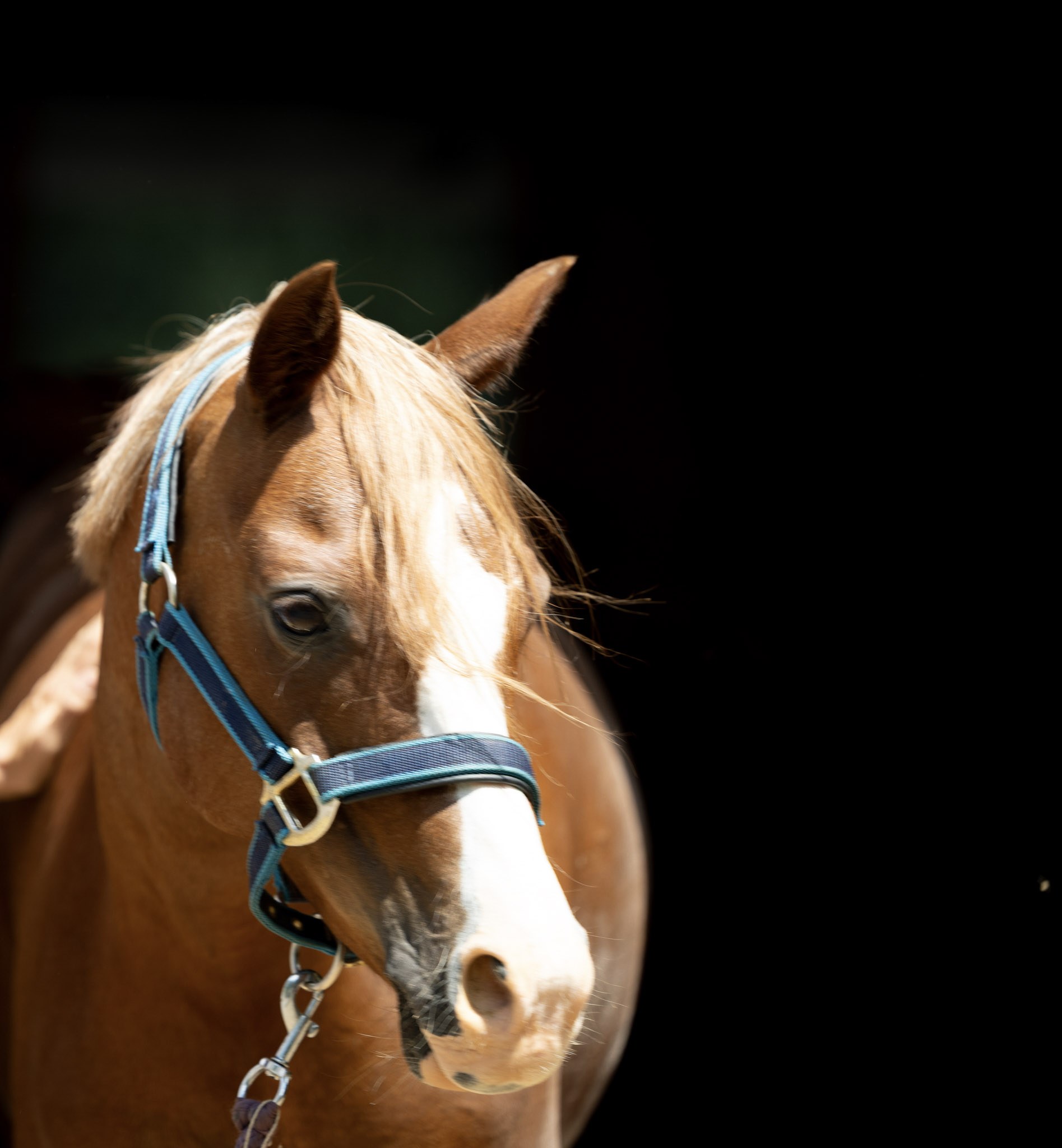Porträt von Roxy, fuchsfarbenes Reitpony mit Blesse und blauem Halfter.