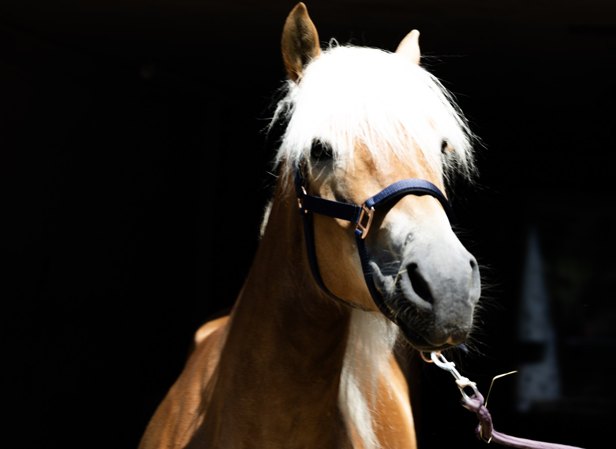 Porträt von Symphonie, Haflinger mit heller Mähne am Führstrick vor dunklem Stall.