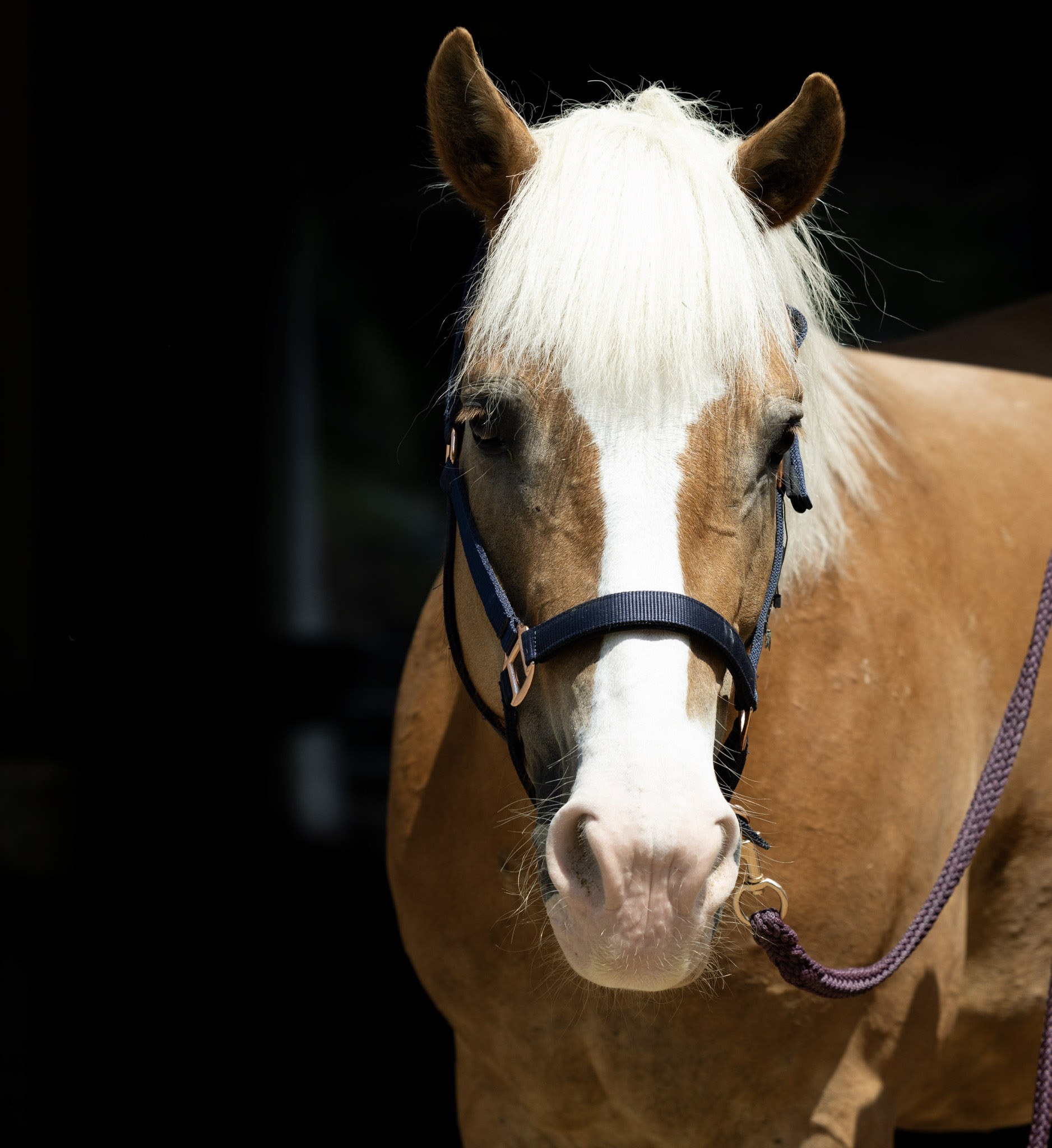 Porträt von Madeira, Haflinger mit heller Mähne und Blesse am Führstrick.