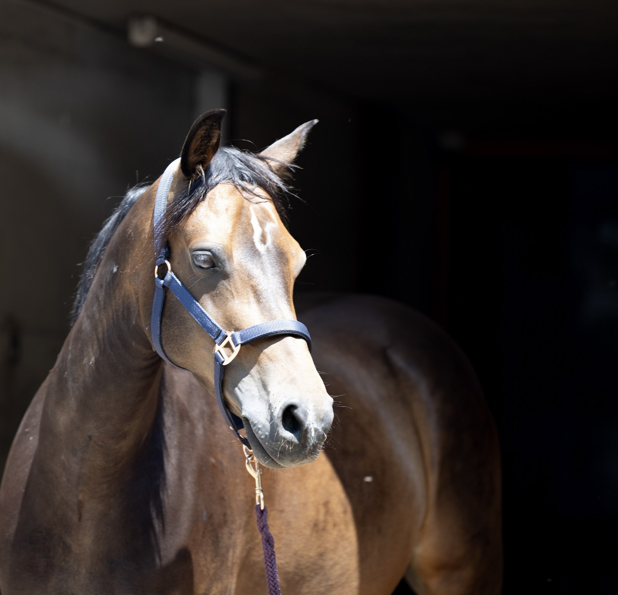 Porträt von Bibi, braunes Reitpony mit blauem Halfter vor dunklem Stall.