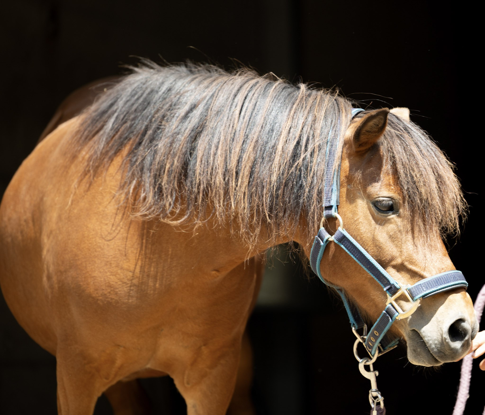 Porträt von Rosalie, kleines braunes Pony mit zotteliger Mähne und blauem Halfter.